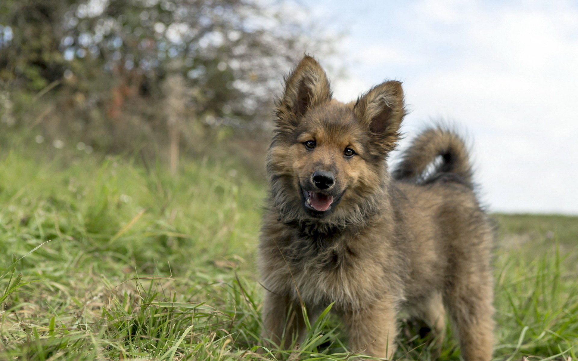 chien regard ami