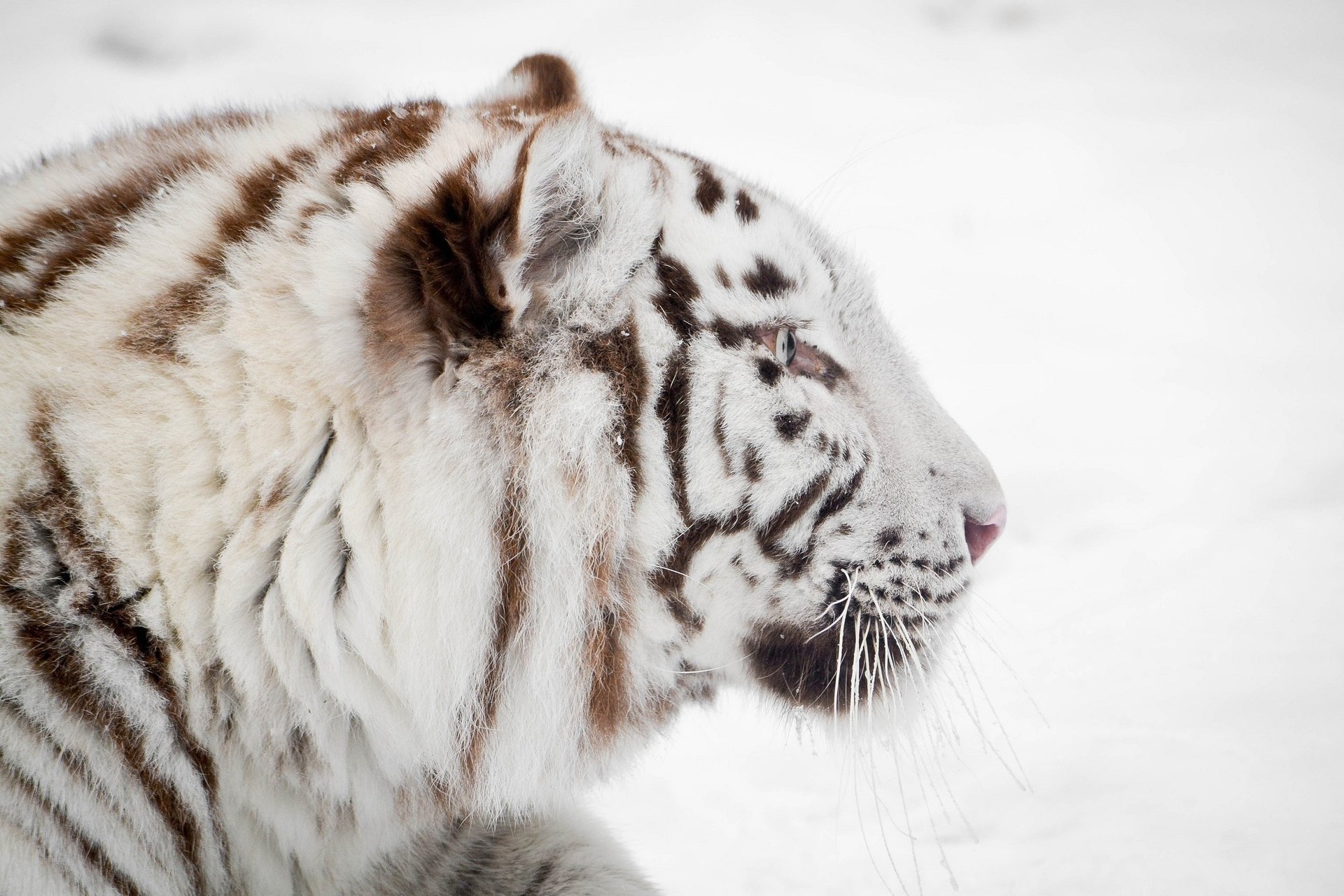 weißer tiger schnauze profil winter wildkatze