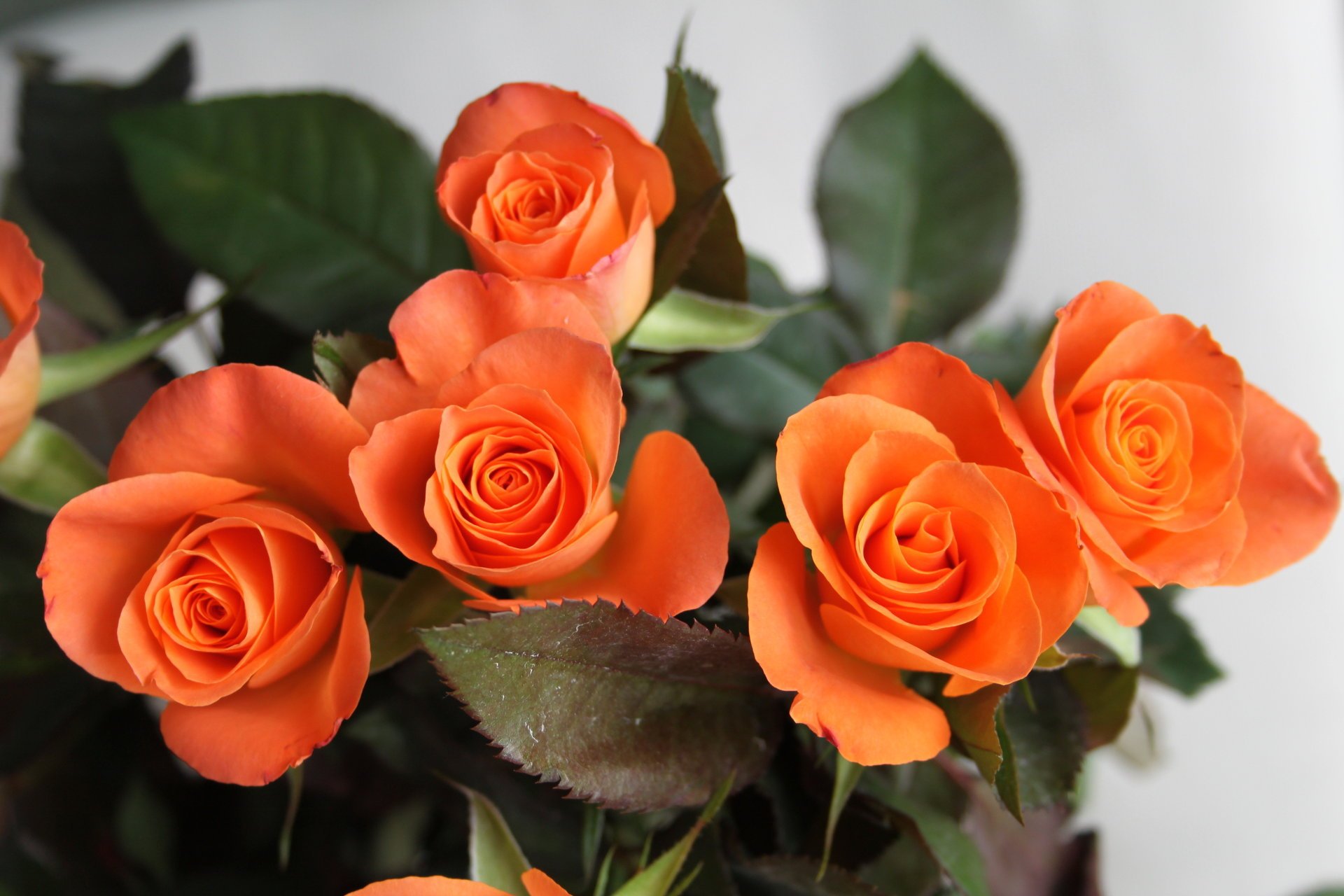 petali fiori bouquet rose