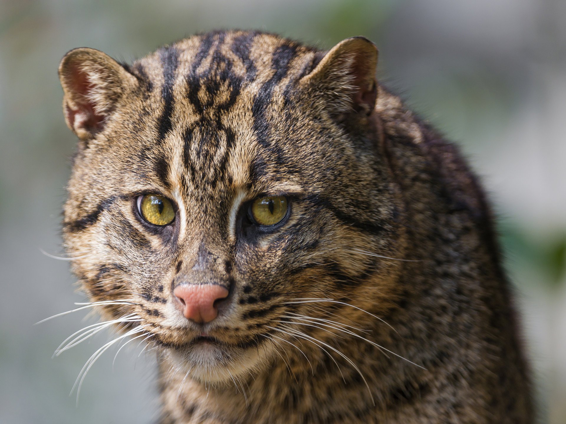 gatto pescatore muso gatto gatto pescatore fishing cat vista