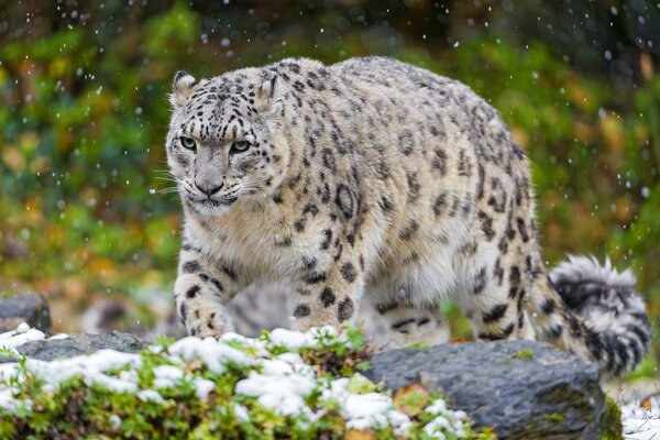 Räuberischer Schneeleopard im Frühling im Wald