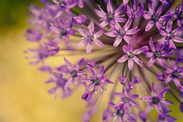 Macro purple flowers on a blurry background