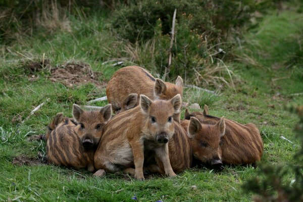 Cute striped little boars on the grass