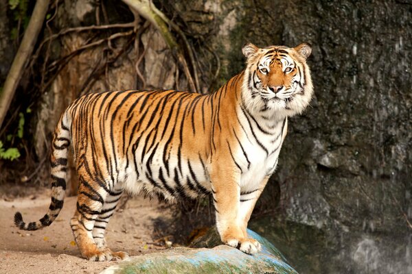 Majestic Amur tiger stands on a stone