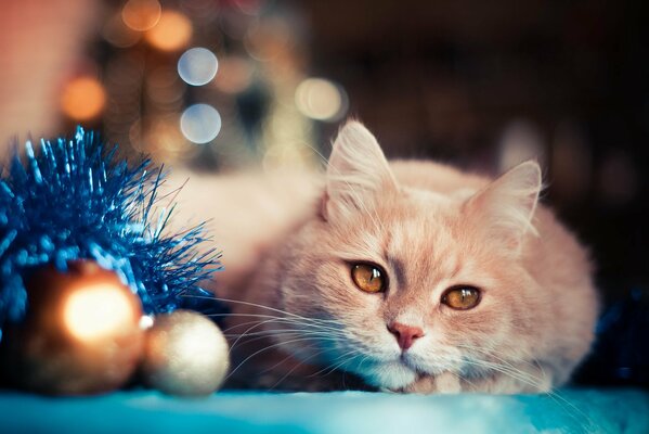 New Year s cat on a blue blanket