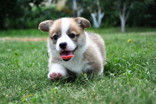 Mvlknyy Welsh corgi runs on the grass