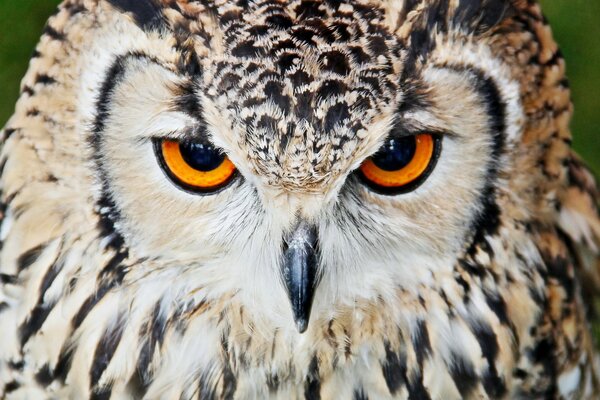 The look of an owl, a sharp look, a bird of prey