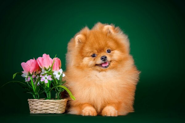 A friendly pomeranian sits near a basket of flowers