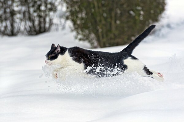 A beautiful cat jumping in the snow