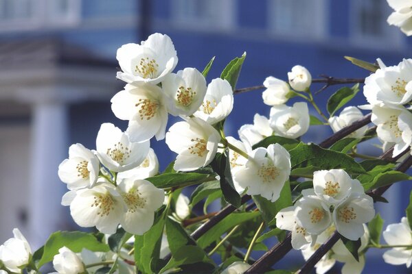 Blühender Apfelbaum auf dem Hintergrund des Gebäudes