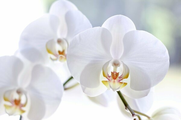 Orquídeas blancas en flor sobre un fondo claro