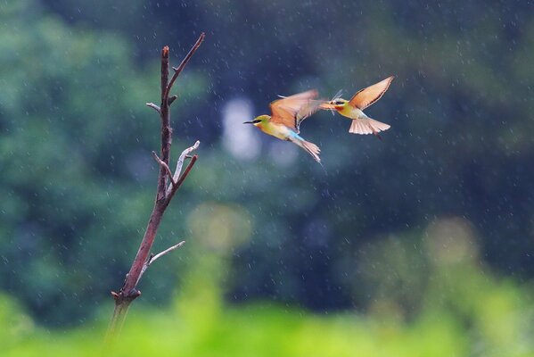 Birds fly to a tree in the rain