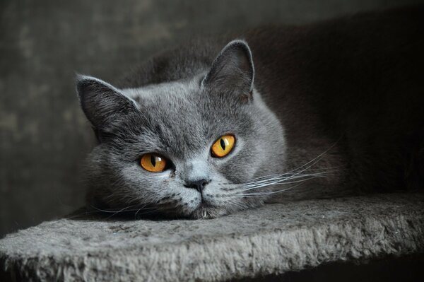 The look of the yellow eyes of a British cat