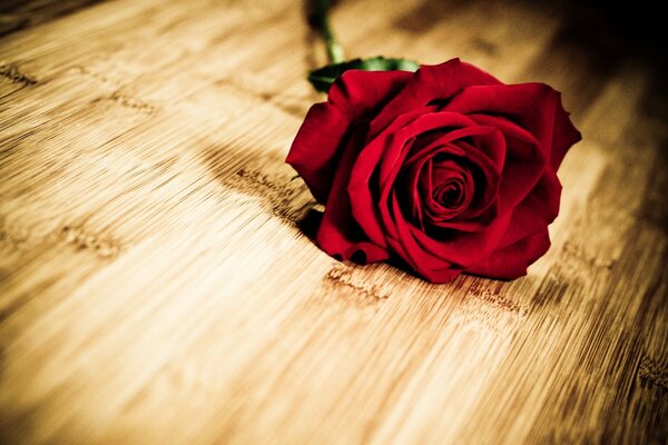 Rosa roja en la mesa de madera