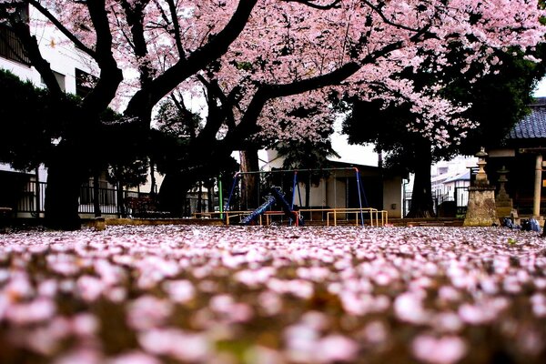 Trees and pink leaves of sakura macro