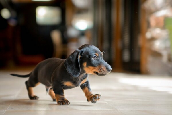 El pequeño Dachshund Mira y se mueve graciosamente en el Suelo