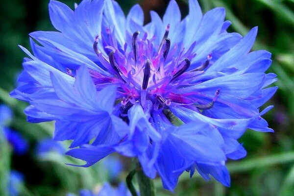 Delicados pétalos de Aciano azul