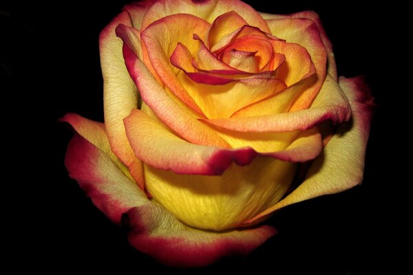 Rot-gelbe Rose auf dunklem Hintergrund