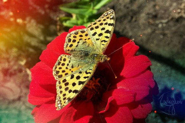 Hermosa mariposa en la flor