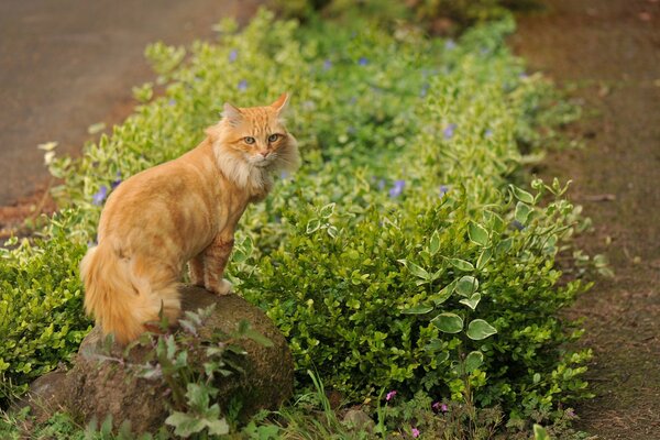 Gato pelirrojo sentado en una piedra cerca de las flores