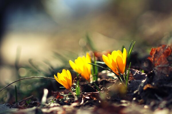 Gelbe Blüten machen ihren Weg durch das Gras