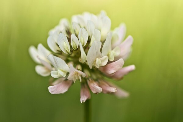 Trébol sobre un fondo verde en la fotografía macro