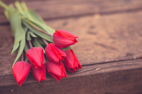 Rote Tulpen liegen auf einem Baum