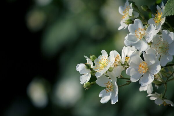 Florece una rama de Manzano en primavera