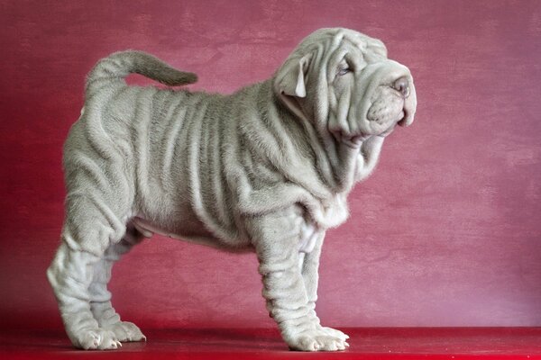 Shar Pei posant sur fond de toile rouge