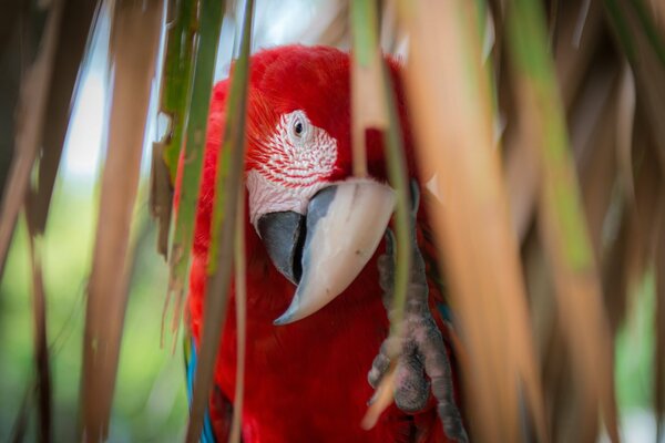 A multicolored parrot peeps from behind a branch