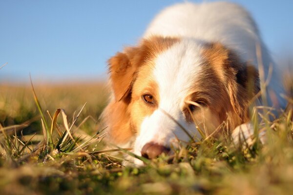 A dog with a kind look on the grass