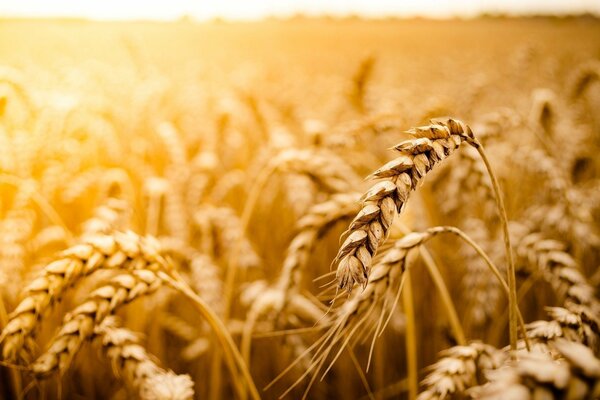 A field with ears of rye and wheat