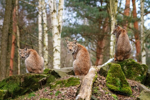 Trois Lynx sur les rochers dans la forêt