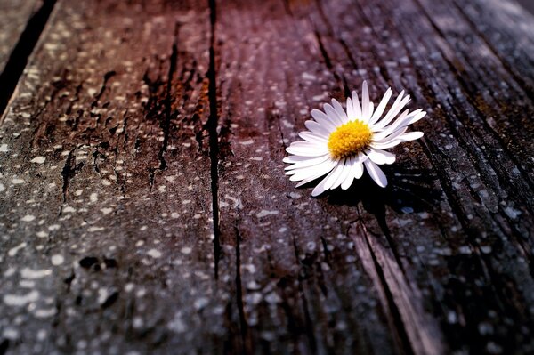 Camomille en fleurs blanches sur un arbre