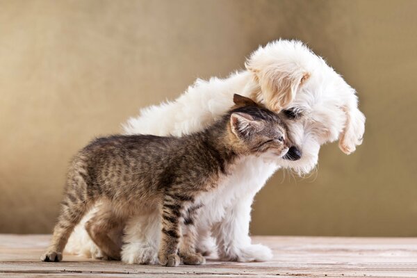 The love of a dog and a cat in the village