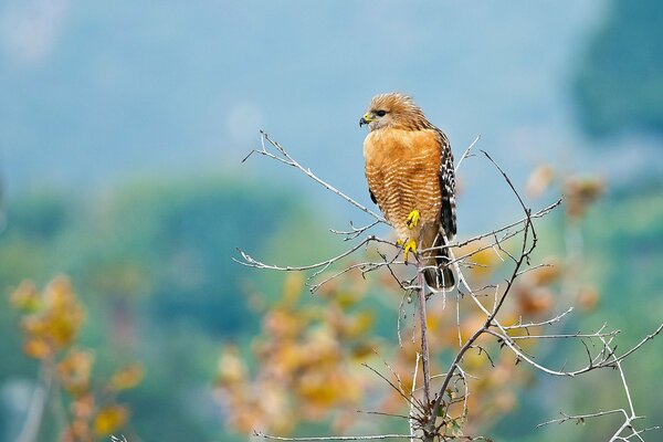 A hawk sits on a thin branch