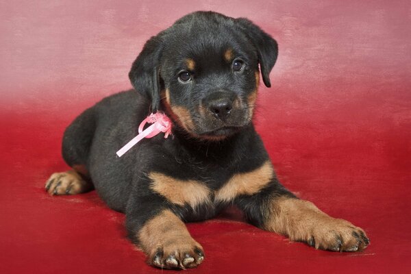 Chiot sur fond rouge avec un arc