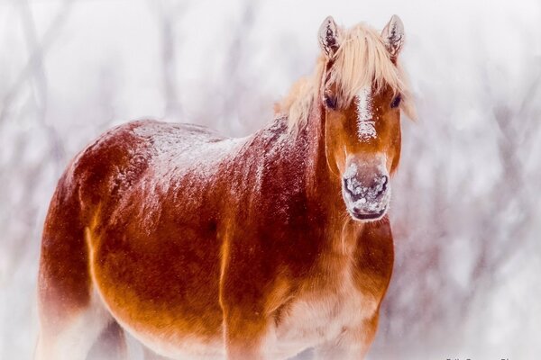 Ginger Pferd mit hellem Bauch bei Schneewetter