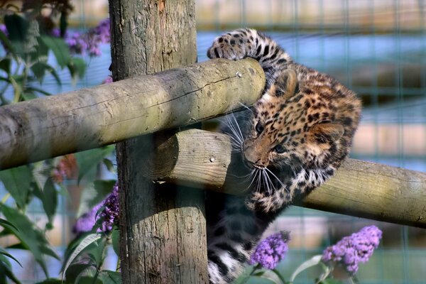 Leopard kitten playing on the fence