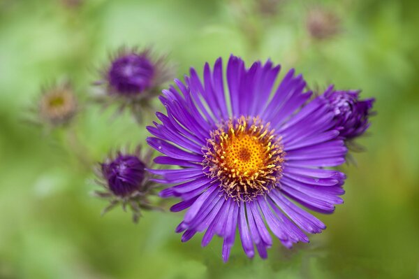 Lilac aster bud on a green background