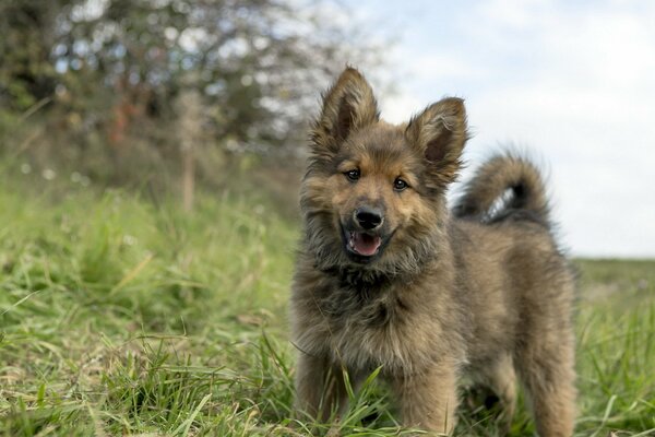 Lustiger Hund schaut fröhlich in die ferne