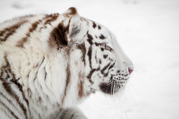 Profil des weißen Tigers im Schnee im Winter