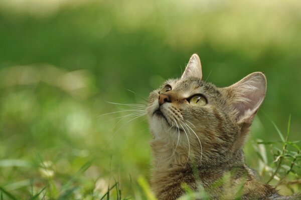 Giovane gatto che guarda al piano di sopra