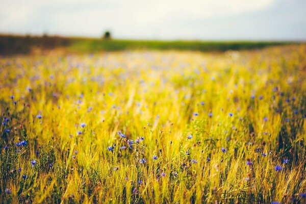 Purple flowers on a field of golden wheat