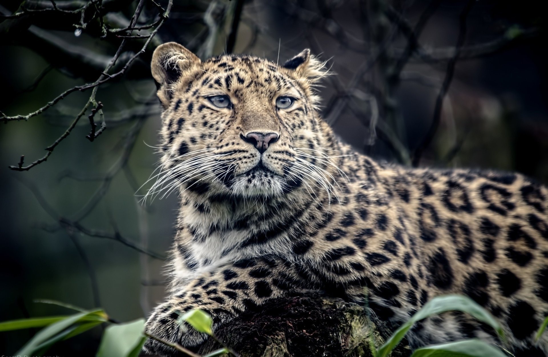 léopard prédateur animal