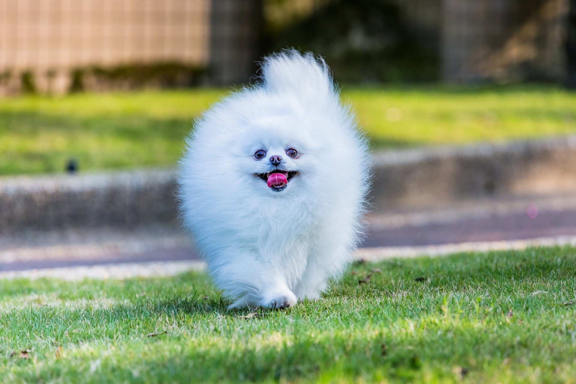 pomerania bozal peludo blanco perro