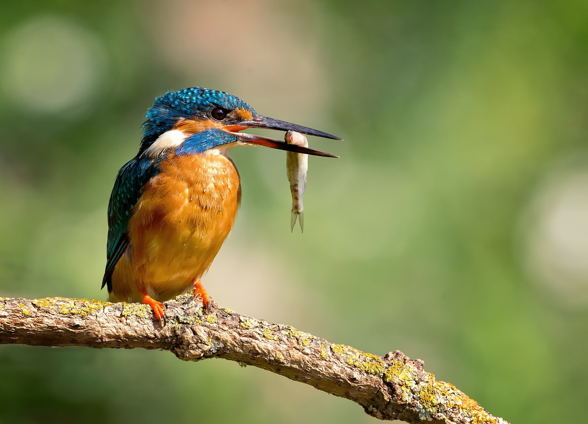 ave alcedo atthis martín pescador común gotas kingfisher