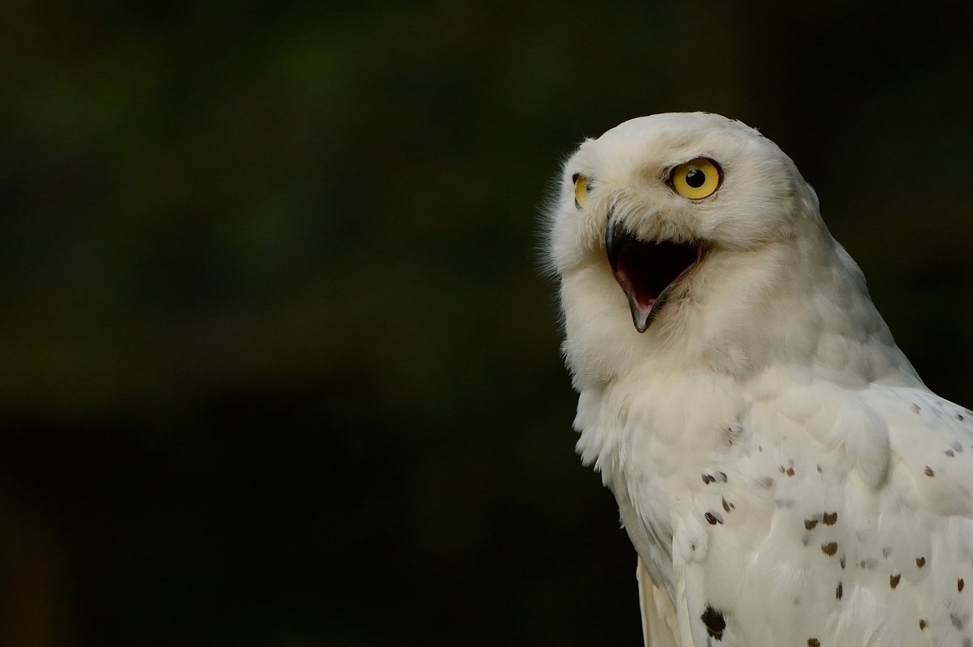 polar owl snowy owl white owl