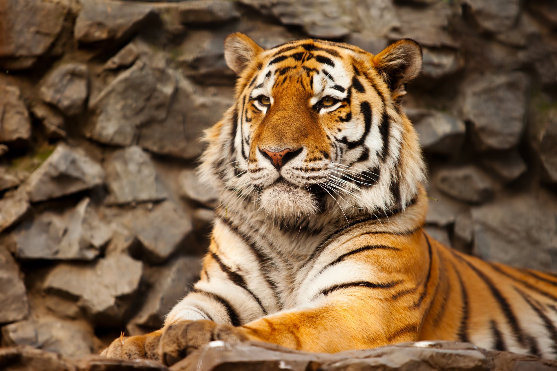 tiger amur-tiger katze stein raubtier