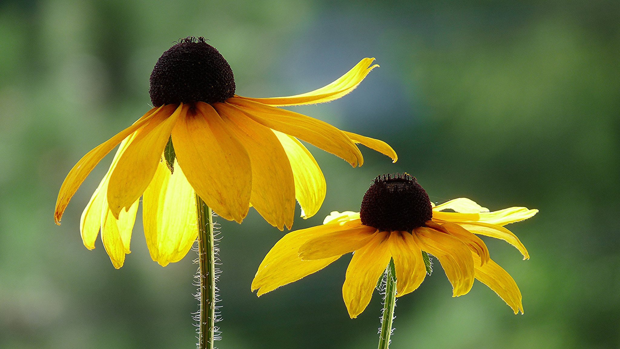 yellow background flowers rudbeckia